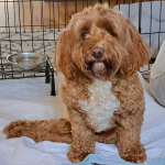 Ember is a 16-week old Labradoodle who may be helped along by ambitious students at Valley Catholic Middle school who are working on a prosthetic to help a paralyzed pet. (Submitted by Brad Hilliard)